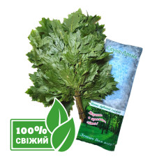 Свежий замороженный веник для бани Дуб канадский, от 5 шт. Веники, подарки для бани, бани-палатки и сауны. Магазин Моби баня